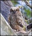 _5SB2153 great-horned owlet